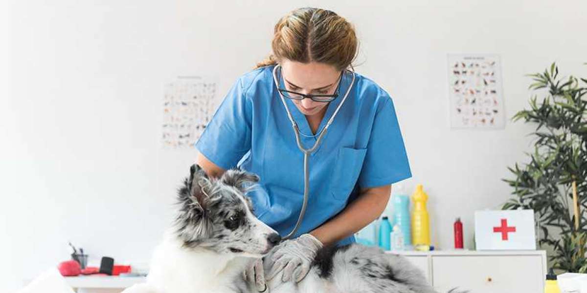 Importance of getting a complete blood count CBC at your pets next physical