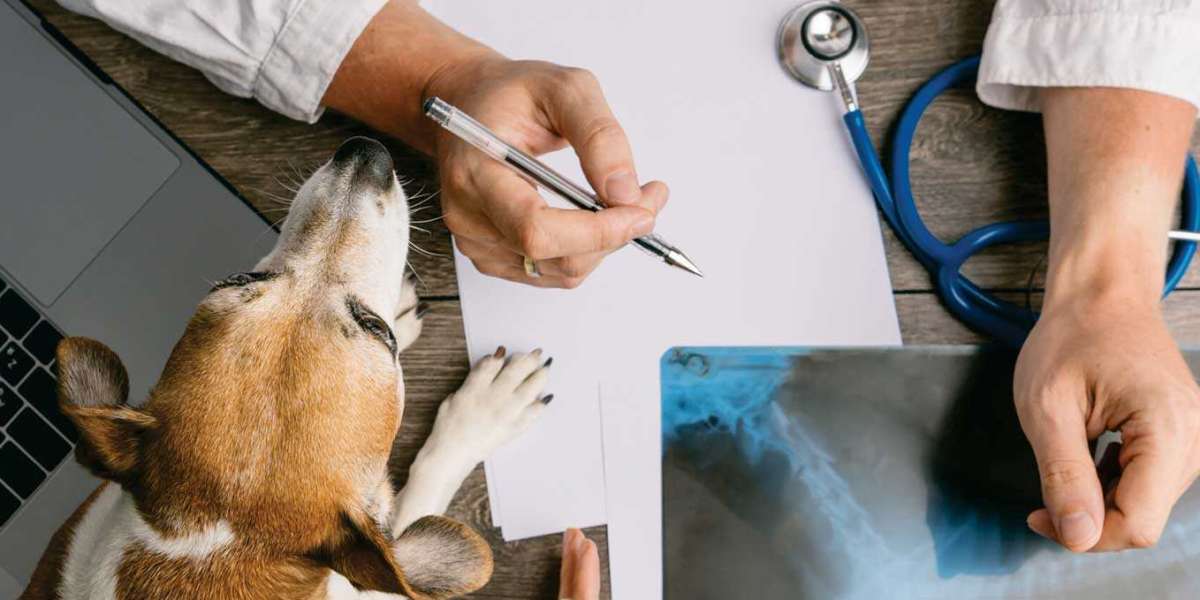 Identificando os Sintomas da Tireoide em Cachorros: O Que Todo Tutor Deve Saber